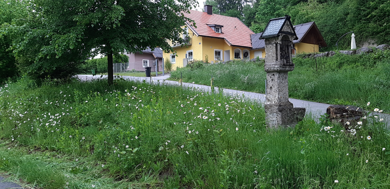 Wildblumenwiese